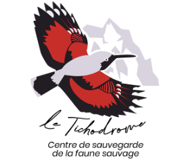 Tichodrome